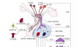 研究人员发现动物毛发中常见激素分析的可能陷阱