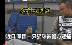 猫咪因违反外出禁令被逮捕是怎么回事？什么情况？