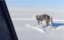 哈萨克斯坦一男子见雪地站着乳牛一动不动 好奇上前看到震惊一幕