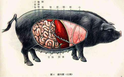 猪肠的部位大全图解图片